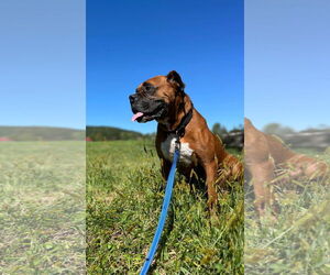 Boxer Dogs for adoption in Burnsville, MN, USA