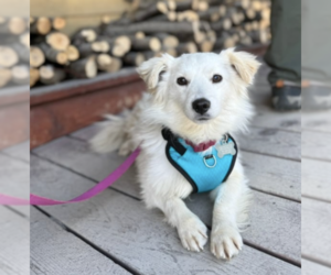 American Eskimo Dog-Unknown Mix Dogs for adoption in Anchorage, AK, USA