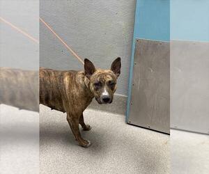 American Pit Bull Terrier-Unknown Mix Dogs for adoption in Las Vegas, NV, USA