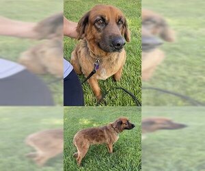 Sheprador Dogs for adoption in Chantilly, VA, USA