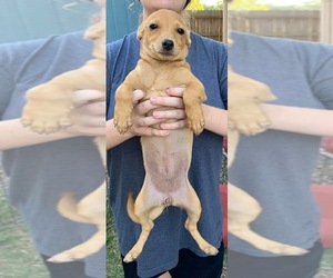 Chiweenie Dogs for adoption in Boerne, TX, USA