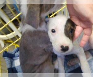 Mutt Dogs for adoption in Tulsa, OK, USA