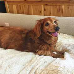 Dachshund Dogs for adoption in Glen Haven, WI, USA