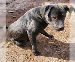 Labrador Retriever-Unknown Mix Dogs for adoption in Myrtle Beach, SC, USA