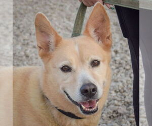 German Shepherd Dog-Unknown Mix Dogs for adoption in Huntley, IL, USA