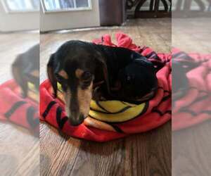 Dachshund Dogs for adoption in Charlottesville, VA, USA