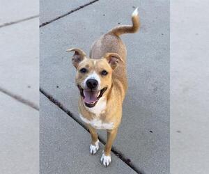 Chihuahua-Unknown Mix Dogs for adoption in Sacramento, CA, USA