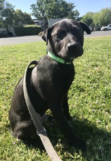 Small American Pit Bull Terrier Mix