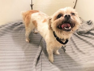 Shih Tzu Dogs for adoption in Tempe, AZ, USA