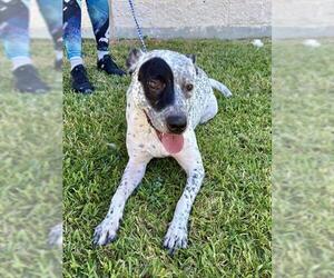 Mutt Dogs for adoption in Grand Prairie, TX, USA