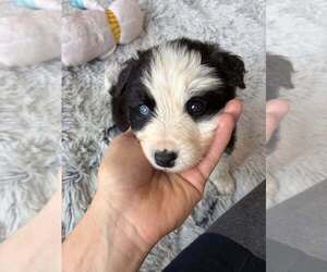 Border-Aussie Dogs for adoption in New York, NY, USA