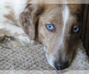 Australian Shepherd-Unknown Mix Dogs for adoption in Effort, PA, USA