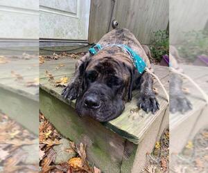 Mastiff Dogs for adoption in Oak Bluffs, MA, USA