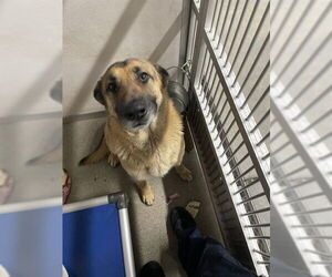German Shepherd Dog Dogs for adoption in Stockton, CA, USA