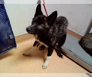 Siberian Husky-Unknown Mix Dogs for adoption in Martinez, CA, USA