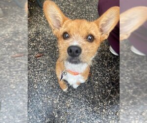 Pembroke Welsh Corgi Dogs for adoption in Houston, TX, USA