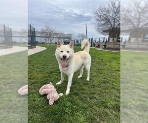 Siberian Husky-Unknown Mix Dogs for adoption in Elk Grove, CA, USA