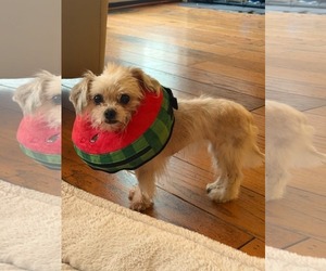 Maltese-Unknown Mix Dogs for adoption in Holly Springs, NC, USA