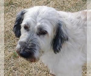 - Mix Dogs for adoption in Sioux Falls, SD, USA