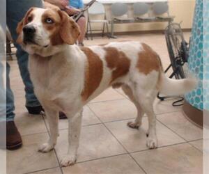 Bagle Hound Dogs for adoption in Houston, TX, USA