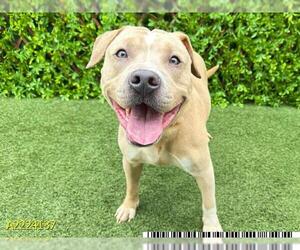 Labrador Retriever-Unknown Mix Dogs for adoption in West Palm Beach, FL, USA