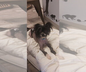 Medium Photo #2 Mutt Puppy For Sale in Mooresville, NC, USA