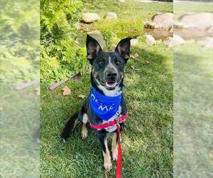 German Shepherd Dog-Unknown Mix Dogs for adoption in Santa Barbara, CA, USA