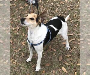 Jack-Rat Terrier Dogs for adoption in oakland, FL, USA