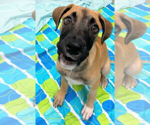 Mutt Dogs for adoption in Bryant, AR, USA