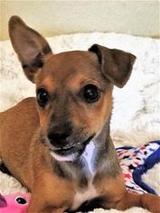 Chiweenie Dogs for adoption in Pleasanton, CA, USA