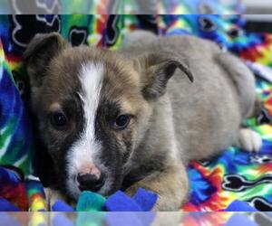 Mutt Dogs for adoption in Thief River Falls, MN, USA