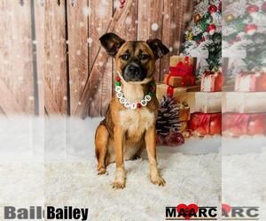 Medium Photo #2 Black Mouth Cur-German Shepherd Dog Mix Puppy For Sale in Maryville, TN, USA