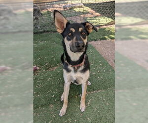 Mutt Dogs for adoption in Ventura, CA, USA