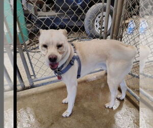 Labrador Retriever-Pug Mix Dogs for adoption in Foristell, MO, USA