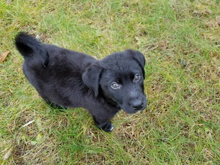 Mutt Dogs for adoption in Hockessin, DE, USA