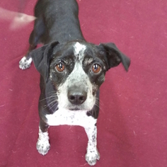 Boglen Terrier Dogs for adoption in Shreveport, LA, USA