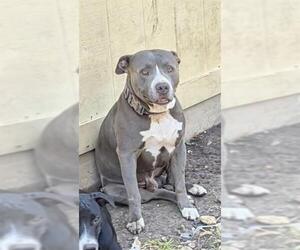 American Staffordshire Terrier-Unknown Mix Dogs for adoption in San Antonio, TX, USA
