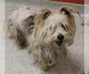 Norfolk Terrier Dogs for adoption in Modesto, CA, USA