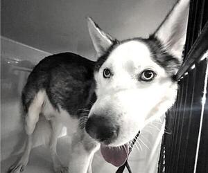 Siberian Husky Dogs for adoption in Houston, TX, USA