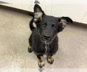 German Shepherd Dog-Unknown Mix Dogs for adoption in HESPERIA, CA, USA