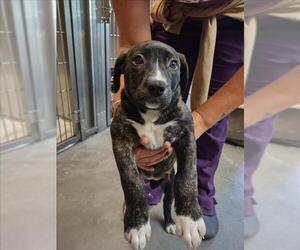 Catahoula Leopard Dog-Unknown Mix Dogs for adoption in Santa Cruz, CA, USA