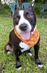 American Staffordshire Terrier Dogs for adoption in Fort Pierce, FL, USA