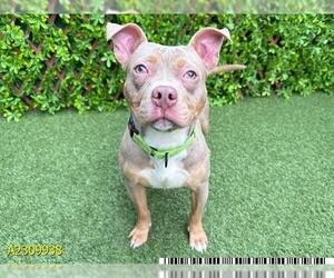 American Pit Bull Terrier-Unknown Mix Dogs for adoption in West Palm Beach, FL, USA