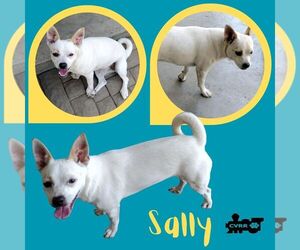 Chihuahua-Unknown Mix Dogs for adoption in Lindsay, CA, USA