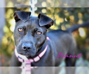 American Staffordshire Terrier-Unknown Mix Dogs for adoption in Arlington, VA, USA