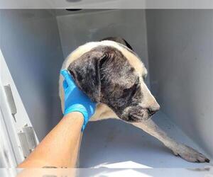 American Pit Bull Terrier-Unknown Mix Dogs for adoption in Houston, TX, USA