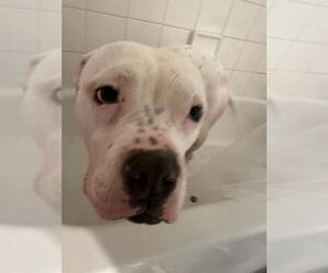 American Staffordshire Terrier-Unknown Mix Dogs for adoption in San Antonio, TX, USA