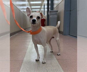 Chihuahua Dogs for adoption in Redwood City, CA, USA