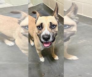 American Pit Bull Terrier-Unknown Mix Dogs for adoption in Upland, CA, USA