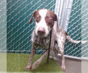 German Shorthaired Pointer Dogs for adoption in Downey, CA, USA